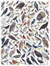 Birds of Eastern and Central North America Jigsaw Puzzle 1000 Piece