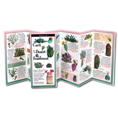 unfolded, upright image of the Cacti of the Desert Southwest folding guide showing various illustrations of cacti including chollas, hedgehogs, prickly pears, and fishhooks, with descriptive captions, Close-up of a detailed cactus entry showing descriptive caption, size, range, and multiple illustrations of a specific cactus species