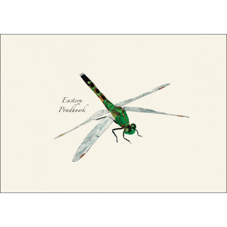 a close up of the art on one of the notecards featuring an illustration of an eastern pondhawk
