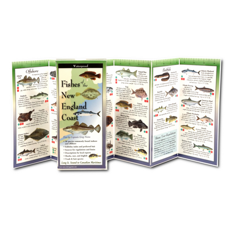 Unfolded, upright image of the Freshwater Fishes of the Northeast folding guide showing coastal New England fishes with illustrations and information about offshore fish, baitfish, and more for easy identification.