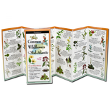 The Common Wildflowers of the Mid-Atlantic folding guide unfolded and upright, accordion style, showing the contents of the guide, which has illustrations of wildflowers with printed information on wildflowers