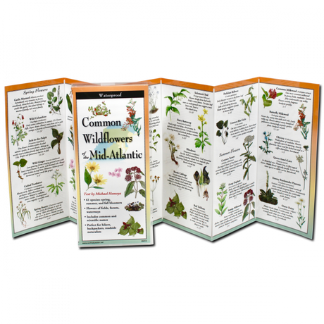 The Common Wildflowers of the Mid-Atlantic folding guide unfolded and upright, accordion style, showing the contents of the guide, which has illustrations of wildflowers with printed information on wildflowers