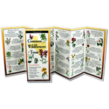 The Common Wildflowers Texas folding guide unfolded and upright, accordion style, showing the contents of the guide, which has illustrations of wildflowers with printed information on wildflowers