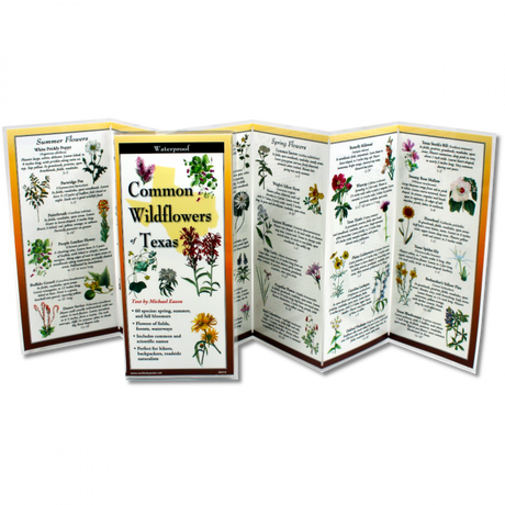 The Common Wildflowers Texas folding guide unfolded and upright, accordion style, showing the contents of the guide, which has illustrations of wildflowers with printed information on wildflowers