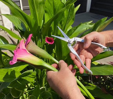 Garden Snips