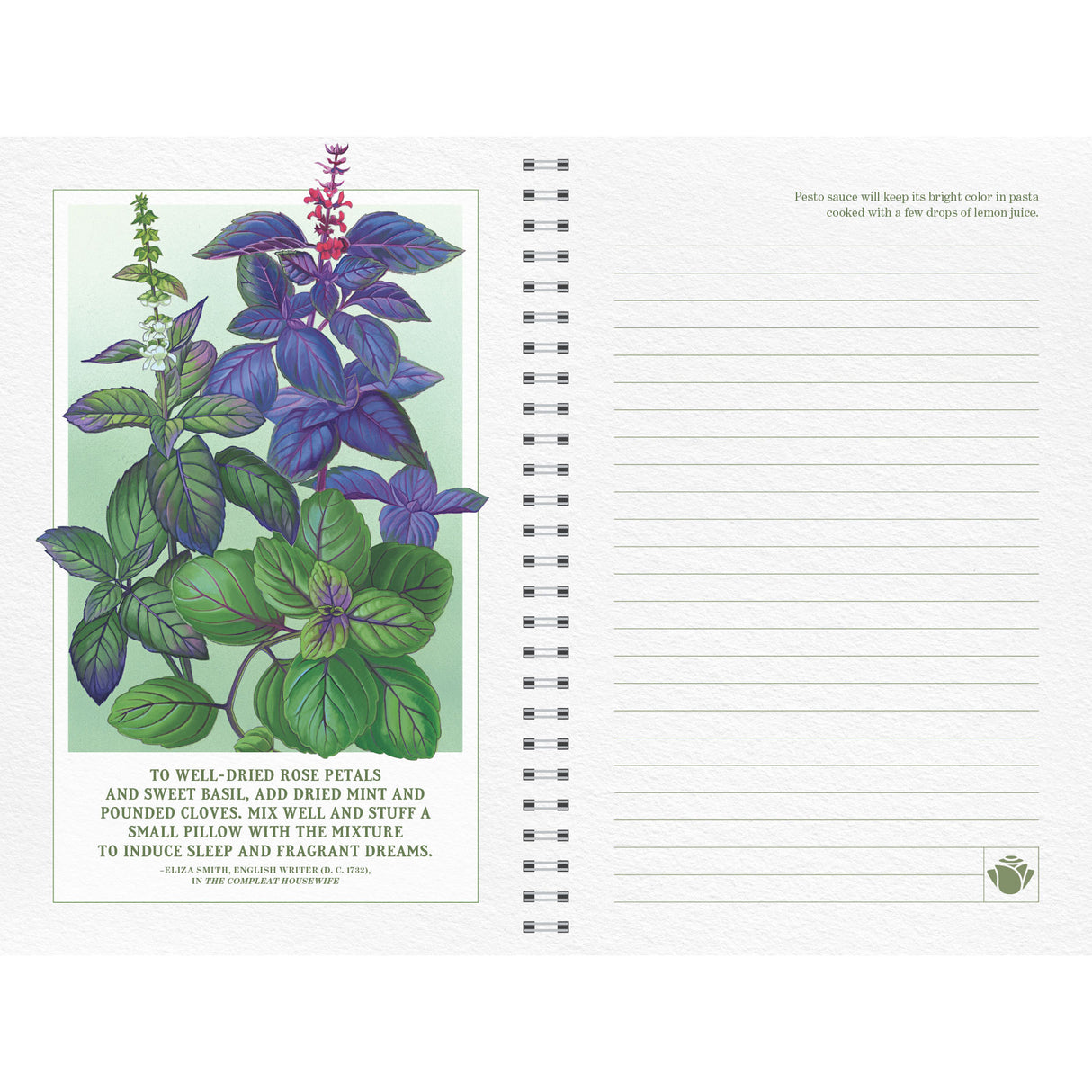 Notebook page with botanical illustration of basil herb and text on a white background