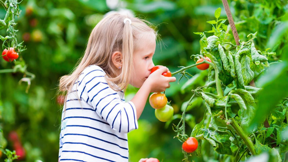 The Old Farmer's Almanac Organic Tomato & Vegetable 8-4-8 Plant Food