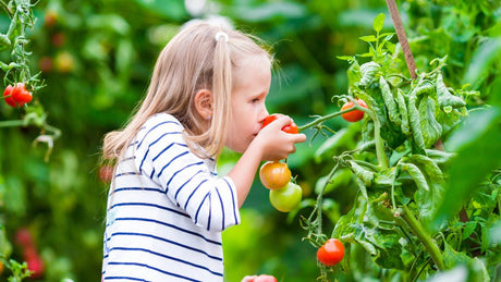 Organic Tomato & Vegetable 8-4-8 Plant Food
