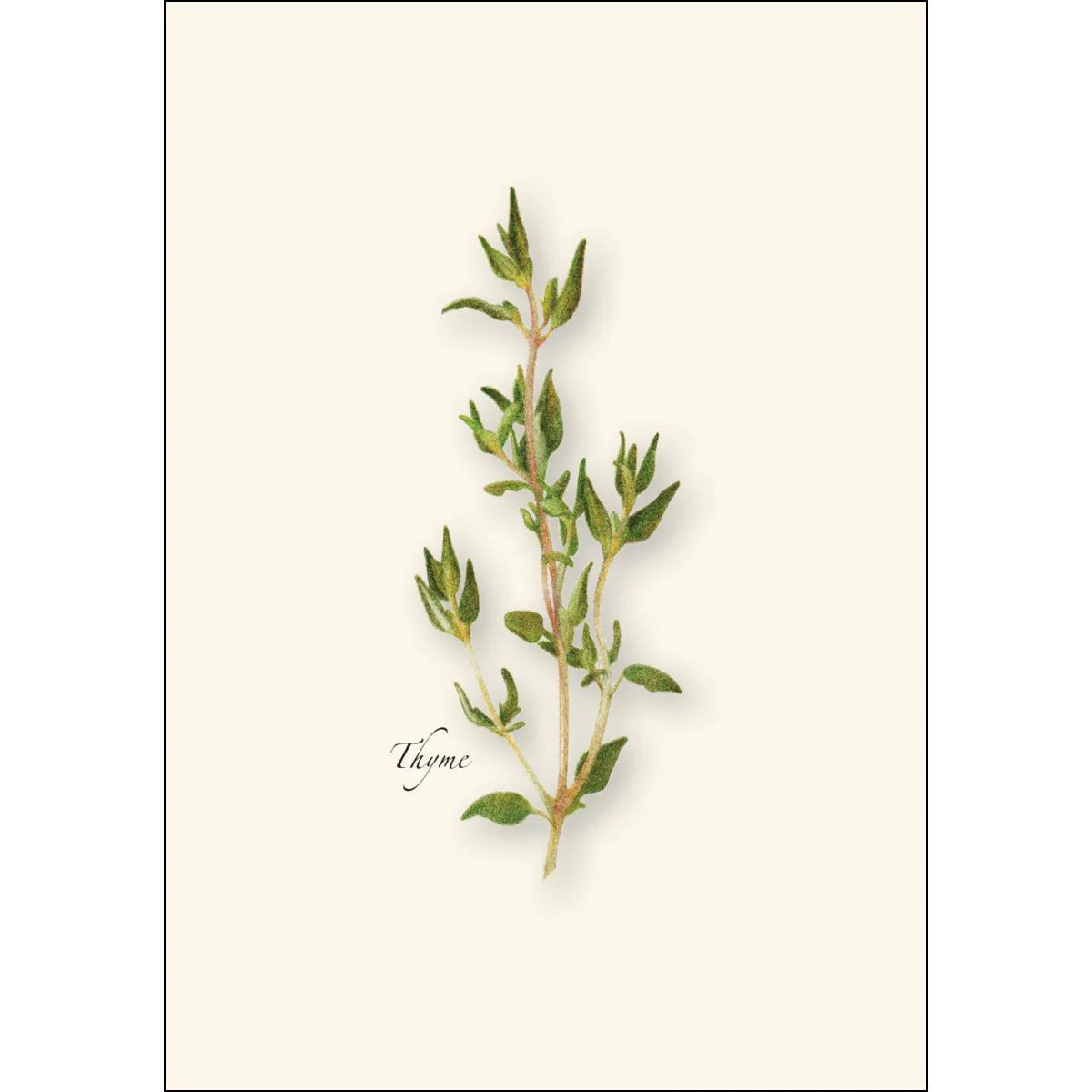 Herb Notecard Assortment