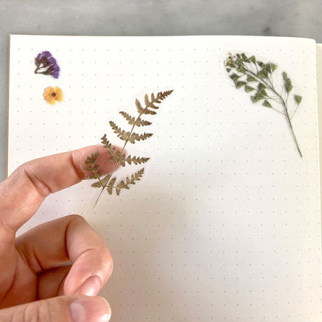 Pressed Flowers Sticker Sheet - Ferns