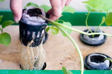 Hydroponics Gardening 101 Webinar  Recording