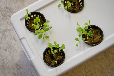 Hydroponics Gardening 101 Webinar  Recording