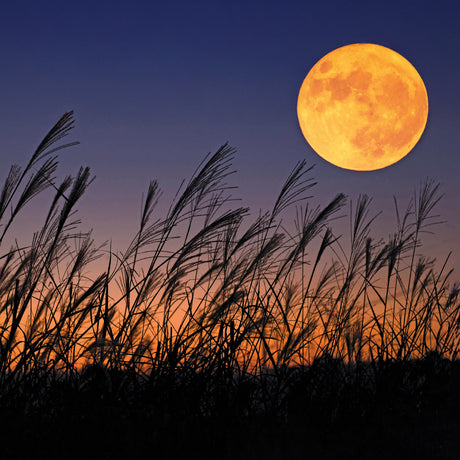 2027 Moon Wall Calendar