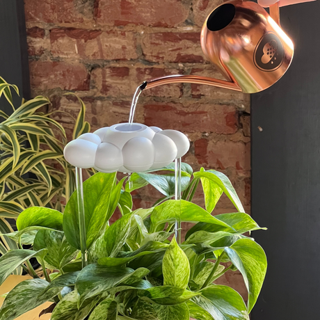 Copper watering can being used on a plant with a brick wall background