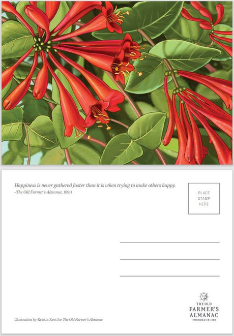 Almanac Postcards 4-Pack
