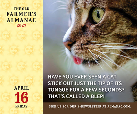 The Old Farmer's Almanac 2027 Everyday Desk Calendar