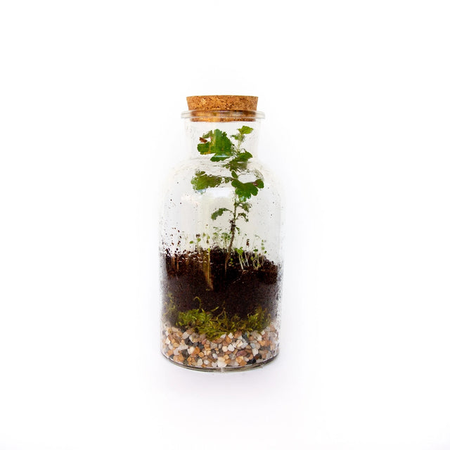 Jar Terrarium with Soil and Moss Garden Crafts Kit