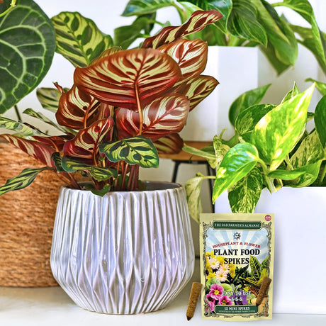 Potted plant with a packet of plant food spikes on a surface with other plants in the background.