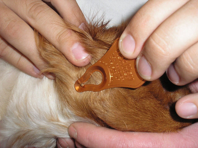 Easy, fast, clean, and complete tick removal!