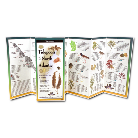 Unfolded, upright image of the Tidepools of the North Atlantic folding guide with illustrations and information common plants, invertebrates, fishes, and birds found in cold water tidepools from Long Island Sound up to Newfoundland, and more for easy identification.