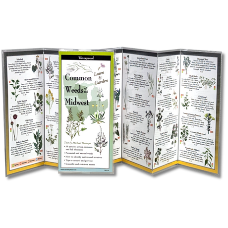 The Common Weeds of the Midwest folding guide unfolded and upright, accordion style, showing the contents of the guide, which has illustrations of weeds with printed information on weeds